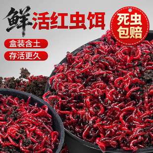 红虫新鲜活饵特大号公虫鱼饵蚯蚓红蛆喂鱼台钓饵料挂钩钓鲫鱼
