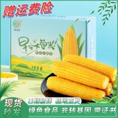 早安大苞米常规款 整箱10支新鲜日期吉林香糯玉米官方正品 旗舰店