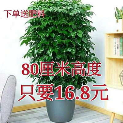 幸福树丛生独杆开业乔迁