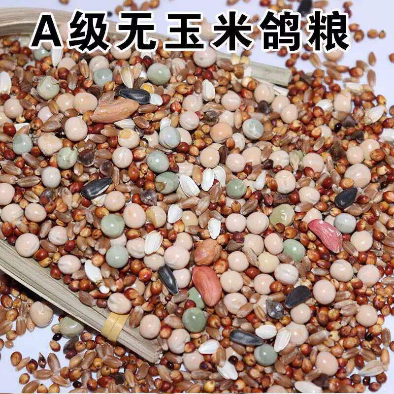鸽子食粮饲料赛鸽种鸽专