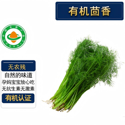 有机茴香新鲜有机认证无农残