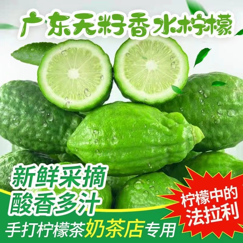 广东无籽香水柠檬优选果奶茶店专用商用级直发新鲜包邮