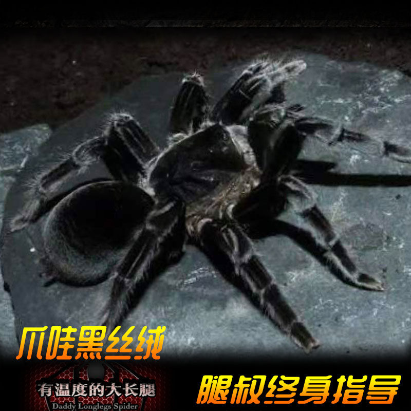 腿叔~爪哇黑丝绒凶猛大型穴居成体18cm东南亚巨物宠物蜘蛛
