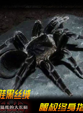腿叔~爪哇黑丝绒凶猛大型穴居成体18cm东南亚巨物宠物蜘蛛