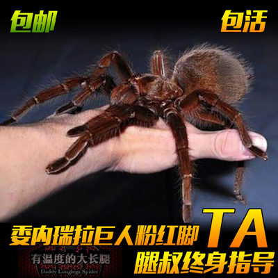 腿叔~委内瑞拉巨人粉红脚TA爬行宠物蜘蛛最大可达33CM高端捕鸟蛛