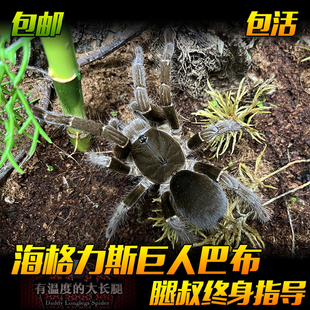 腿叔~宠物蜘蛛海格力斯巨人巴布活体捕鸟蛛大型漂亮食鸟蛛