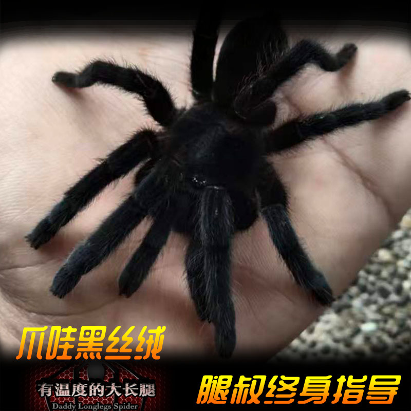 腿叔~爪哇黑丝绒凶猛大型穴居成体18cm东南亚巨物宠物蜘蛛