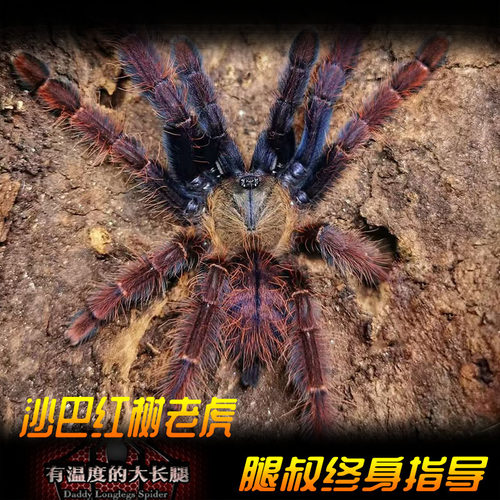腿叔~沙巴红树老虎Phormingochilus sp Sabah Red宠物蜘蛛高端稀