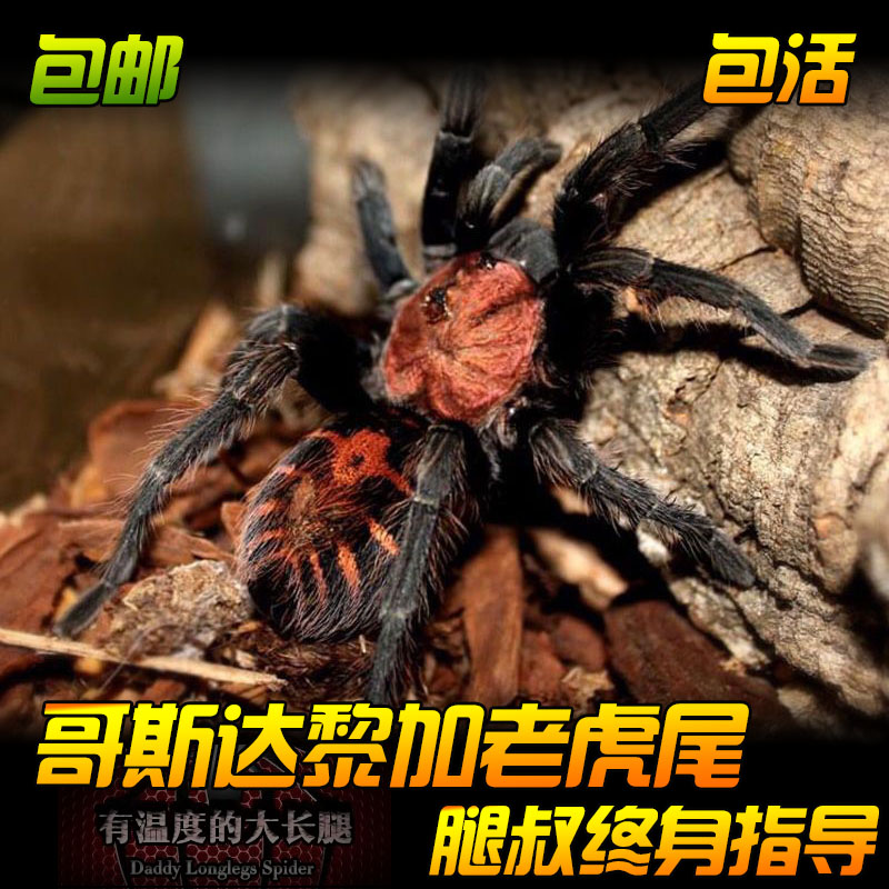 腿叔~新手入门哥斯达黎加老虎尾哥虎蜘蛛宠物活体好养捕鸟蛛幼苗