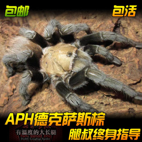 腿叔~Aph属德克萨斯棕食鸟蛛收藏级好养地栖德州金背捕鸟蛛