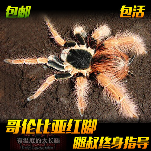 腿叔~哥伦比亚红脚Mr宠物蜘蛛活体大型地栖新手温顺高端捕鸟蛛