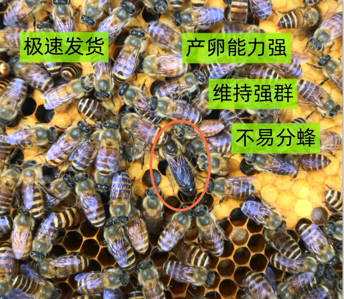 中蜂王种王蜜蜂产卵交尾王活体蜂王阿坝种王新开产王土蜂王双色