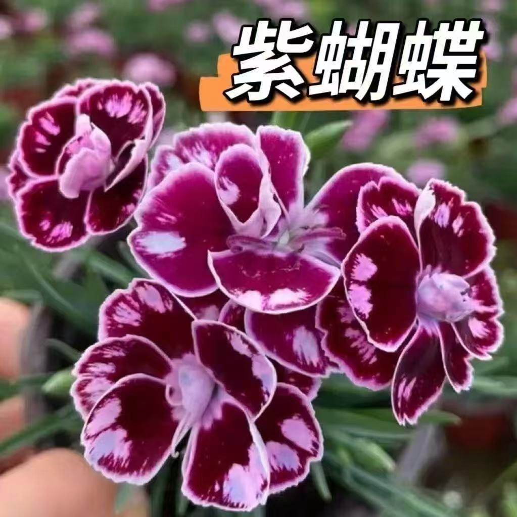 超美石竹紫蝴蝶（6盆包邮）四季草坪/观赏草
