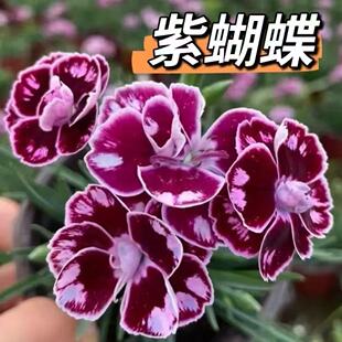 欧石竹花苗超美石竹初吻四季常绿草坪多年生耐寒耐旱盆栽庭院绿化