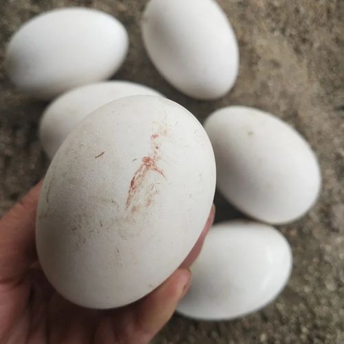 12枚装120-150克双黄大鹅蛋农家杂粮散养新鲜当天现捡现发生鹅蛋