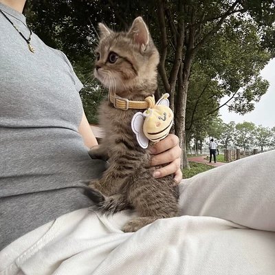 小蜜蜂牵引绳猫猫咪专用防走失