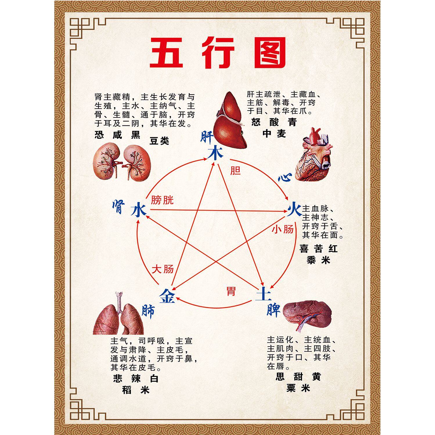 中医养生馆五行图解挂图挂画人体五行五脏相生相克海报装饰画