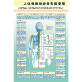 人体脊椎神经分布病变图脊柱医学宣传挂图人体器官解剖图医院海报