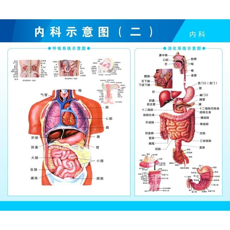 人体肌肉解剖图挂图人体内脏结构图全身分布器官图人体骨骼图海报