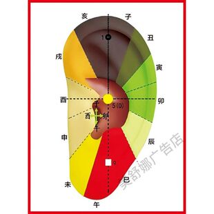 干支耳位健康疗法经络图挂图kt板海报耳朵穴位图耳科宣传画粘贴纸