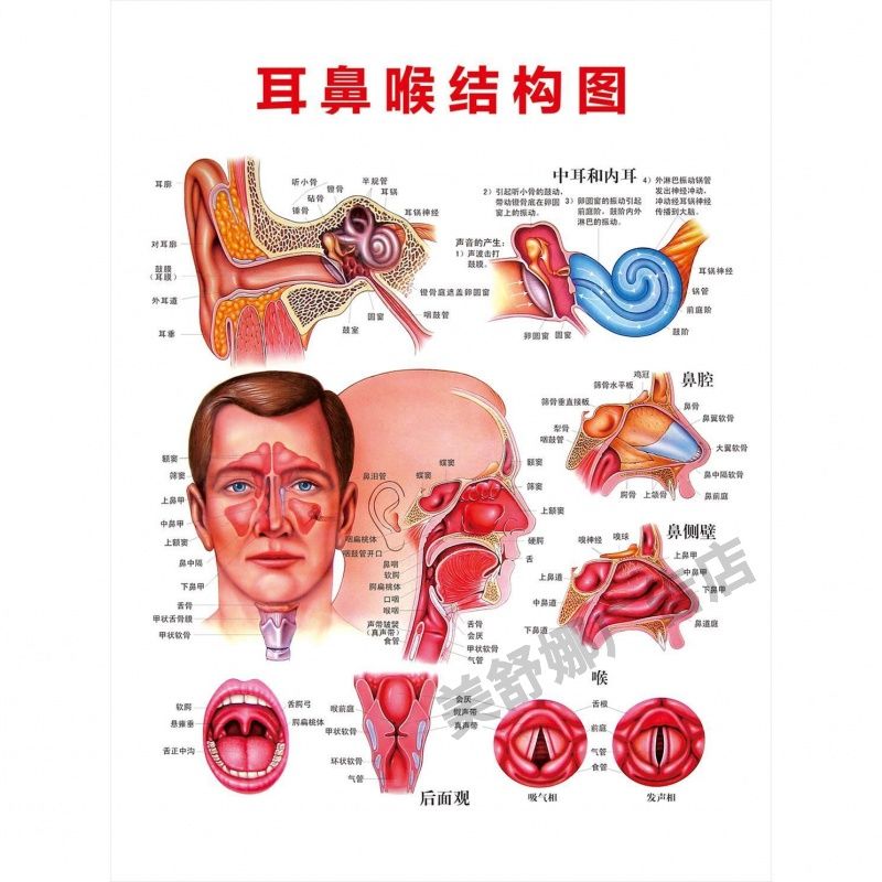 耳鼻咽喉解剖图鼻炎广告图自粘海报贴纸挂图鼻炎症状图耳朵结构图