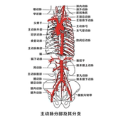 主动脉分部及其分支海报展板劲内动脉椎动肌主动脉升部墙贴纸