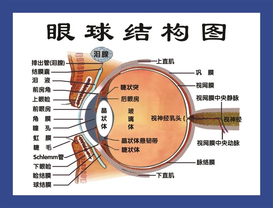 眼球结构图海报展板眼晴各结构的功能墙贴墙纸装饰画kt板