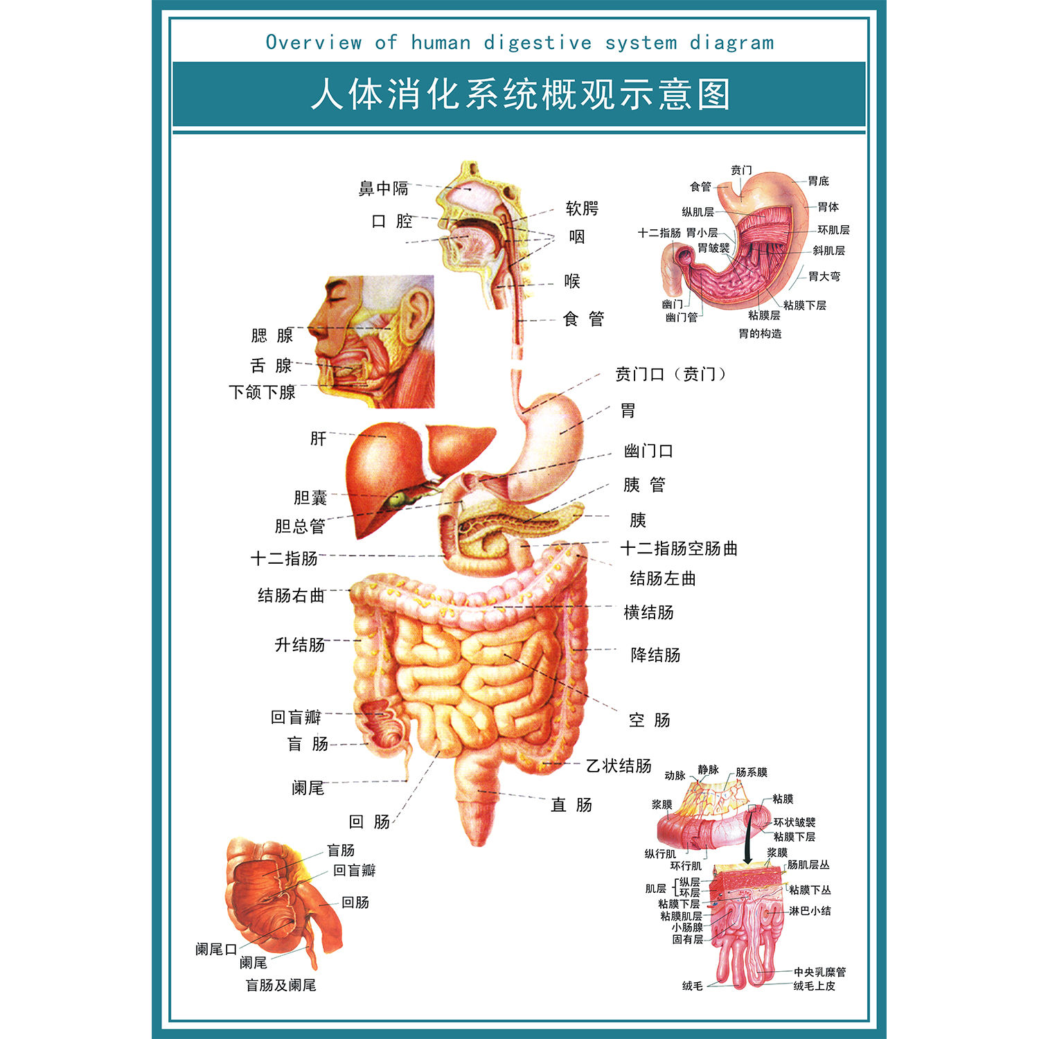 医院挂图诊所人体消化系统挂图解剖图示意图海报教学内科消化道