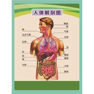 人体解剖图穴位医学人体结构图片内脏器官骨骼肌肉构造挂图画全身