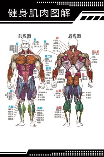 人体肌肉与骨骼图脊柱相关疾病查询图医院中医馆养生馆高清挂图