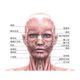 面部肌肉分布图宣传画美容院脸部图头部经络图人体肌肉结构示意图