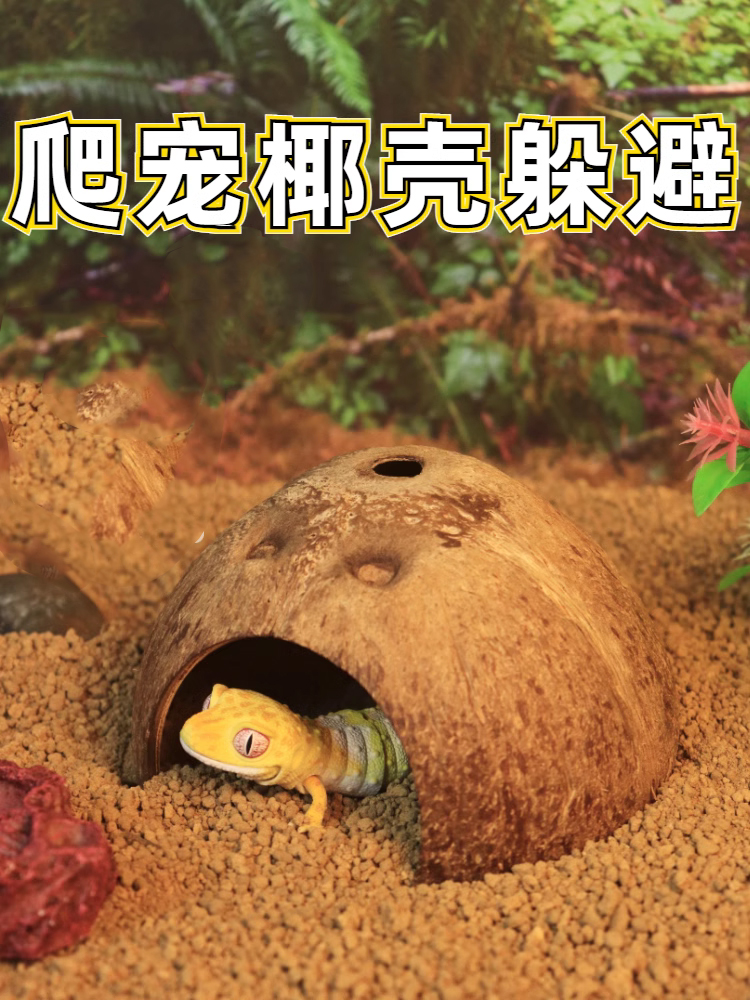 爬虫蜥蜴躲避屋椰子壳躲避