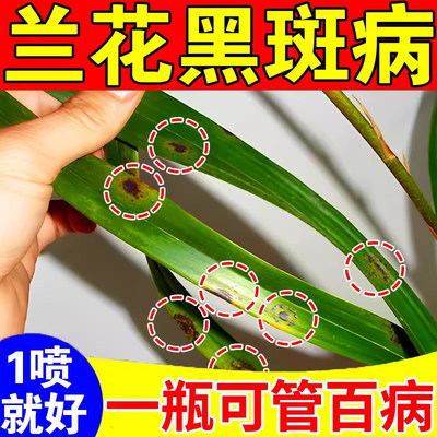 兰科植物专用杀菌药治疗黄叶黑斑