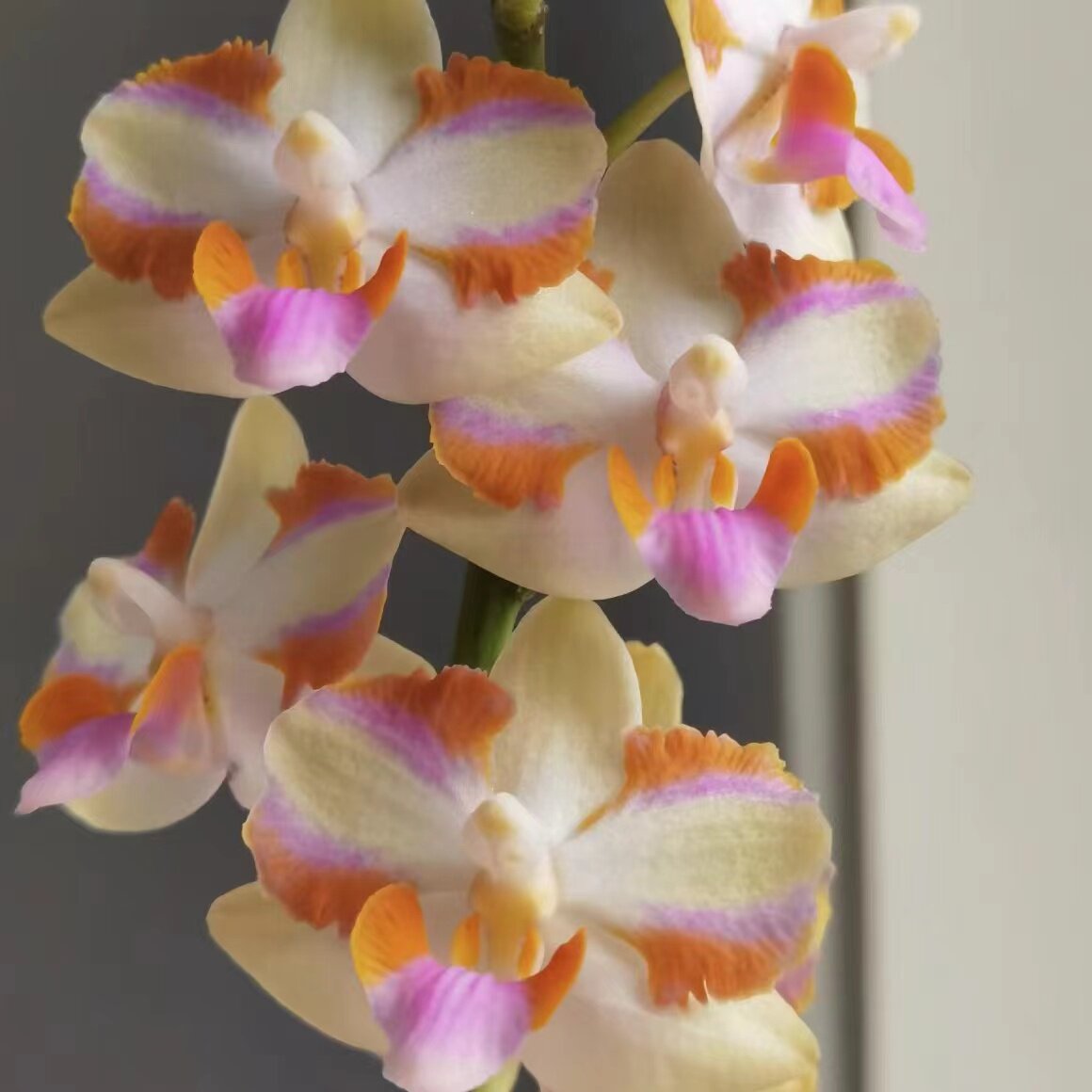 蝴蝶兰朵丽蝶 粉红猫“4N"Phal.Pnlcherrim ‘4N'趣味兰蝴蝶兰