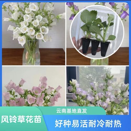 风铃草花苗基地直发阳台观赏盆栽懒人高雅小清新开花机器易活耐冷