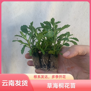 云南草海桐半扇花小苗多季开花盆栽易活室内室外庭院花卉观花植物