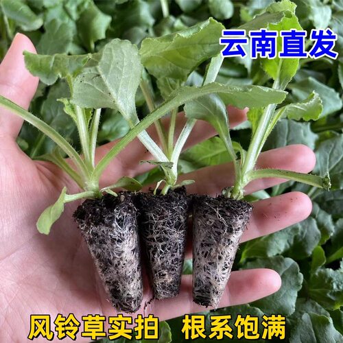风铃草花苗基地直发阳台观赏盆栽懒人高雅小清新开花机器易活耐冷