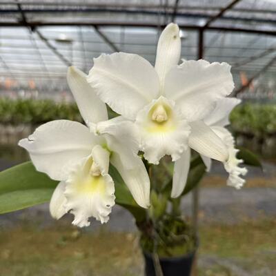 【南诏优选】白雪公主卡特兰 花大素雅 浓香花期长 稀缺卡特兰