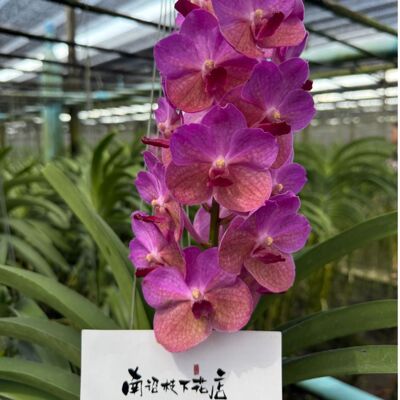 【南诏一级】 双鱼座万代兰 浪漫粉紫渐变大花 四季开花好养易活