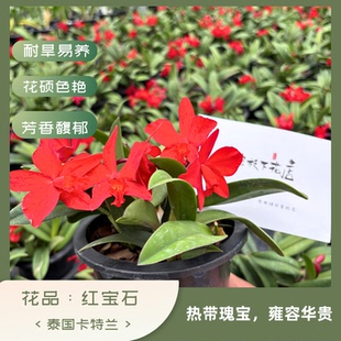 【南诏优选】红宝石卡特兰 花瓣波浪褶皱柔和 清甜浓郁香气 勤花
