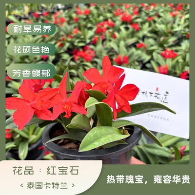 【南诏优选】红宝石卡特兰 花瓣波浪褶皱柔和 清甜浓郁香气 勤花