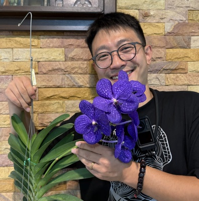 【南诏二级】蓝网万代兰（7年苗）深邃蓝色大花 好养兰花