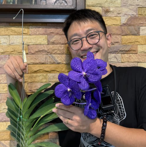 【南诏二级】蓝网万代兰（7年苗）深邃蓝色大花 好养兰花