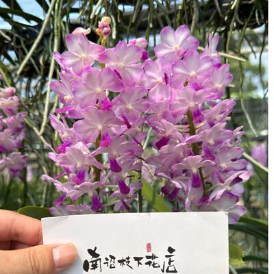 【南诏二级】处女座万代兰（粉色天堂二代）串串花型爆花芳香四溢