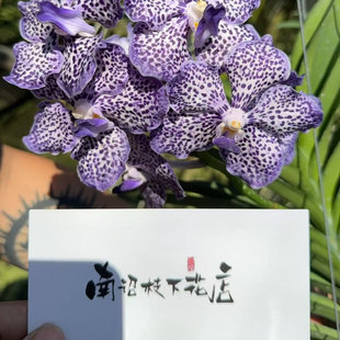 【南诏一级 】年宵花精灵王的赦免  V.Omarpardon 万代兰爆花量大