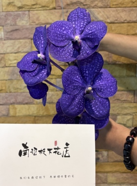 【南诏二级】蓝网V.PacharaDelight  （6-7年苗）蓝色爆花 易养活