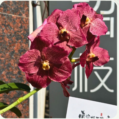 【南诏二级】泰国赫柏万代兰 花型硕大圆润 花箭着花多深色系大花