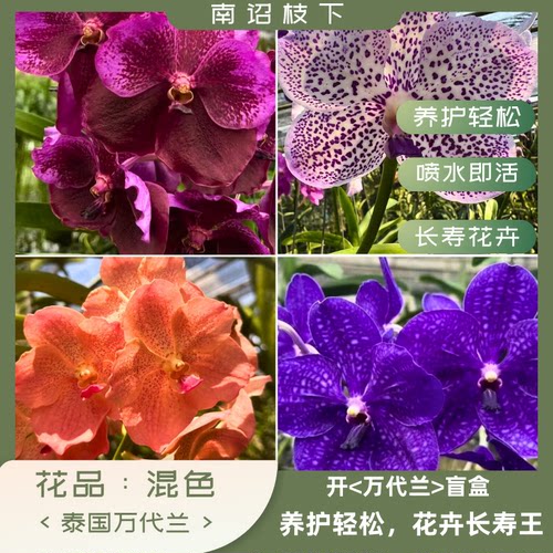 万代兰小宇的私人花园大花爆花