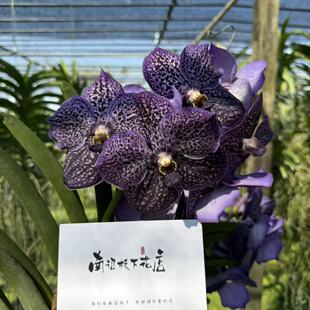 【南诏一级】万代兰大花西乌 深紫肌理稀有品种 室内外观花绿植