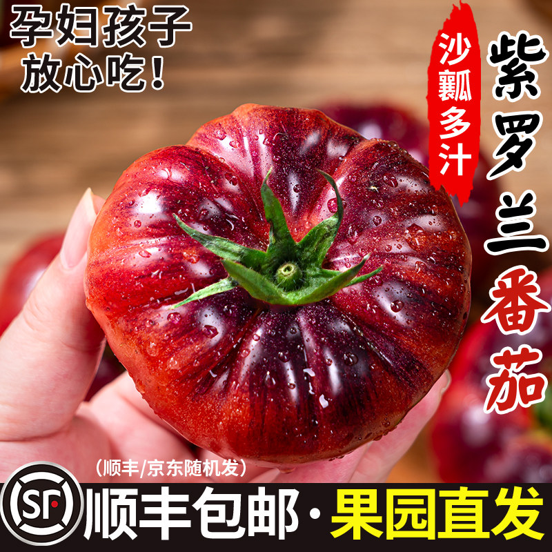 顺丰山东寿光紫罗兰特色番茄紫元帅西红柿现摘新鲜大番茄沙瓤口感
